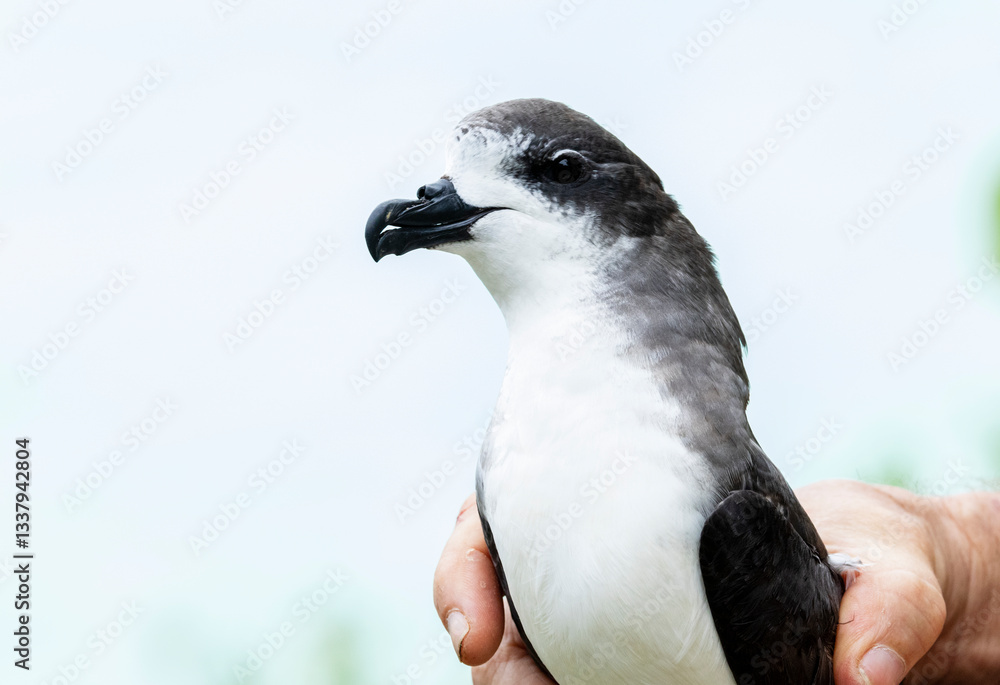 Bermuda Petrel, Pterodroma cahow