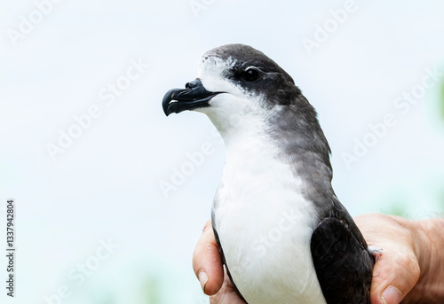 Obraz na płótnie Bermuda Petrel, Pterodroma cahow w salonie