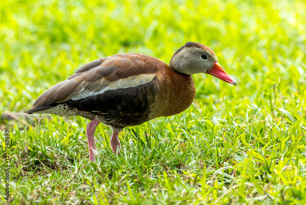 Black-bellied Whistling Duck, Dendrocygna autumnalis