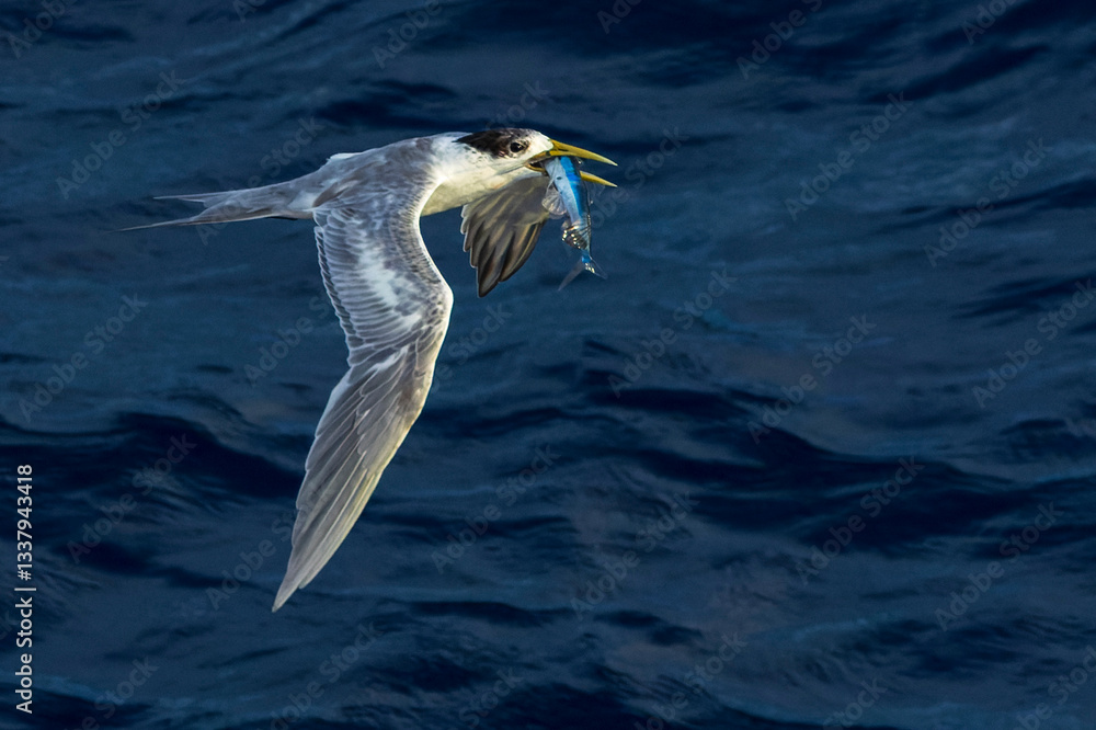 Great Crested Tern, Thalasseus bergii cristatus