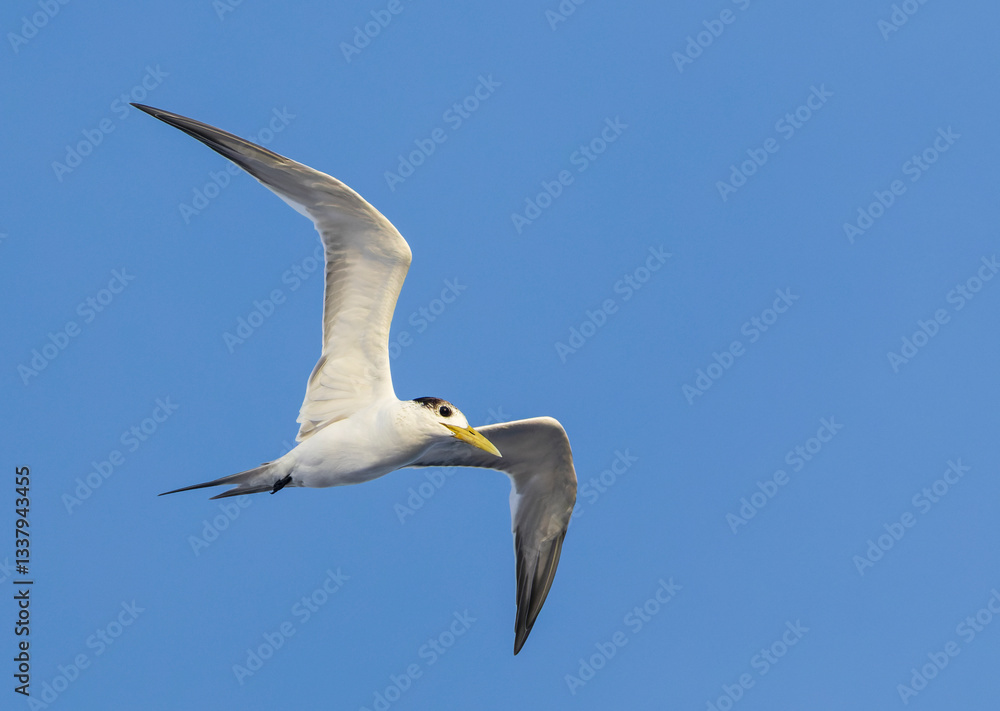 Great Crested Tern, Thalasseus bergii cristatus