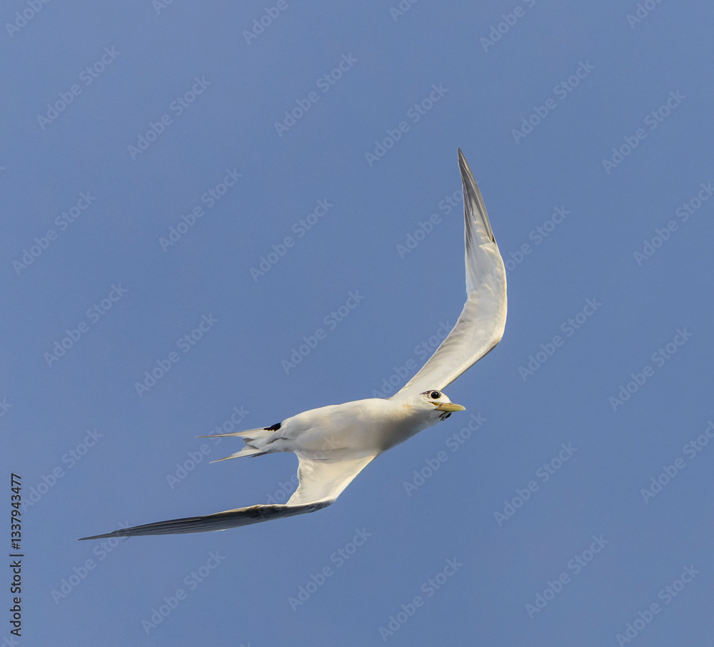 Great Crested Tern, Thalasseus bergii cristatus