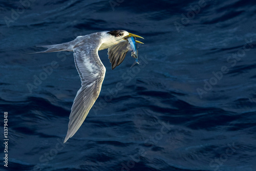 Obraz na płótnie Great Crested Tern, Thalasseus bergii cristatus w salonie