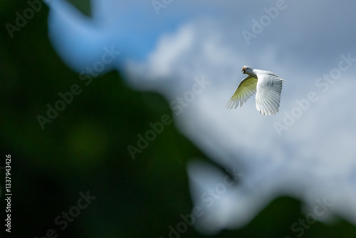 Obraz na płótnie Solomons Cockatoo, Cacatua ducorpsii w salonie