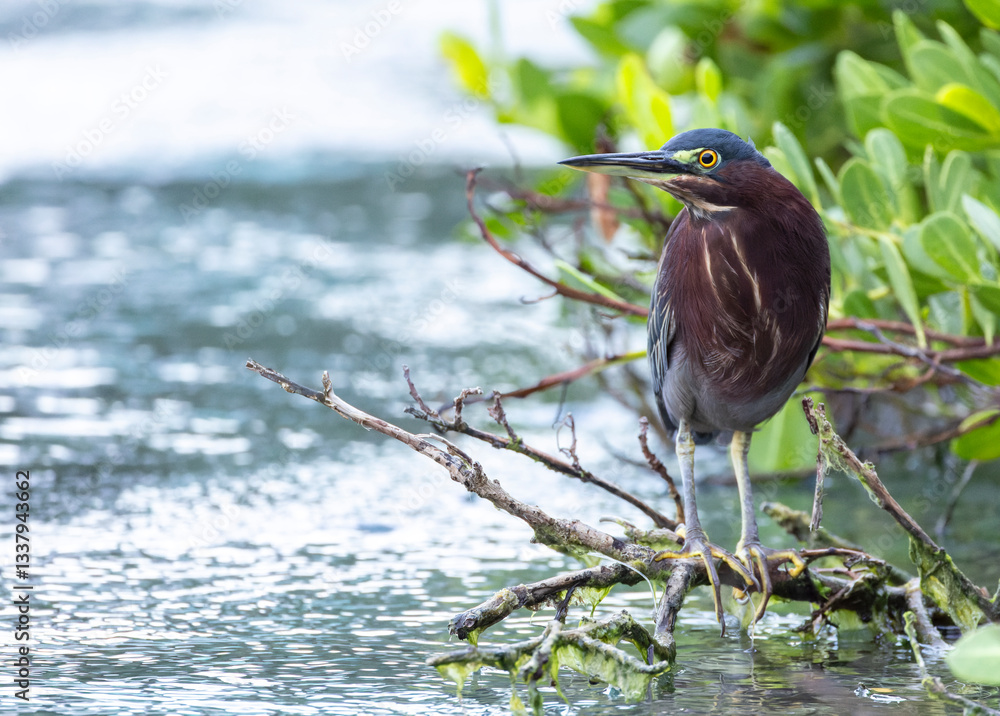 Green Heron, Butorides virescens