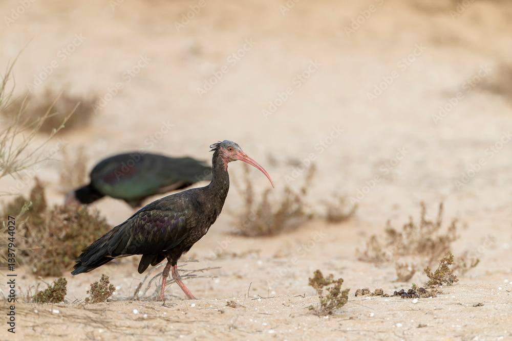Northern Bald Ibis, Geronticus eremita