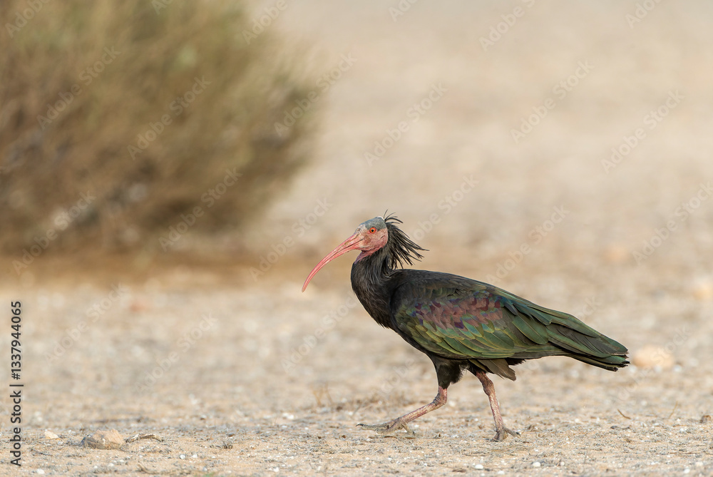 Northern Bald Ibis, Geronticus eremita