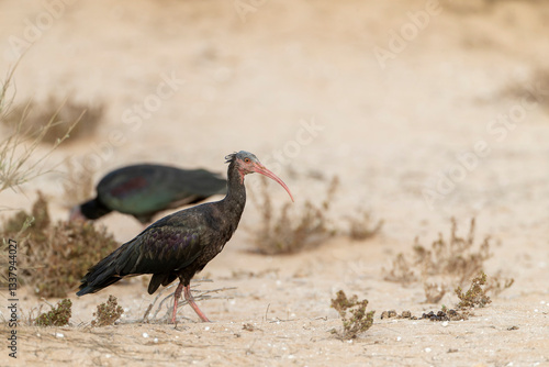 Obraz na płótnie Northern Bald Ibis, Geronticus eremita w salonie