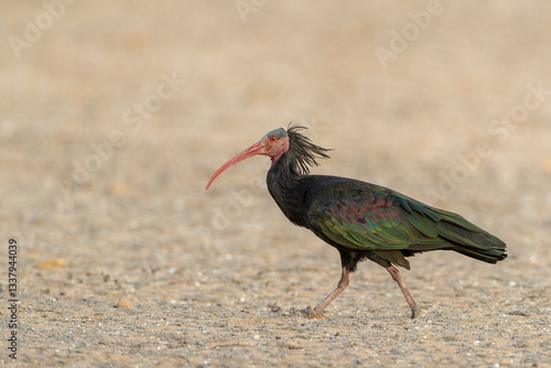 Obraz na płótnie Northern Bald Ibis, Geronticus eremita w salonie