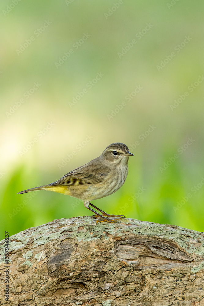 Palm Warbler, Setophaga palmarum