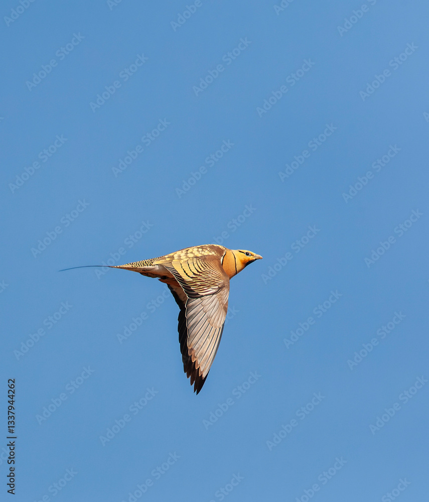 Pin-tailed Sandgrouse, Pterocles alchata
