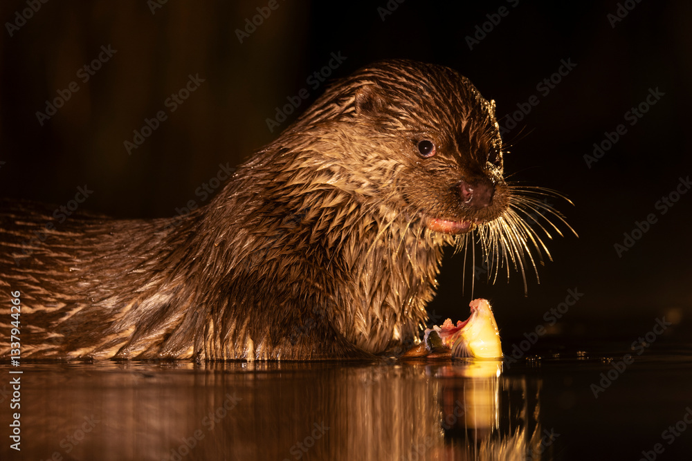 Eurasian otter, Lutra lutra