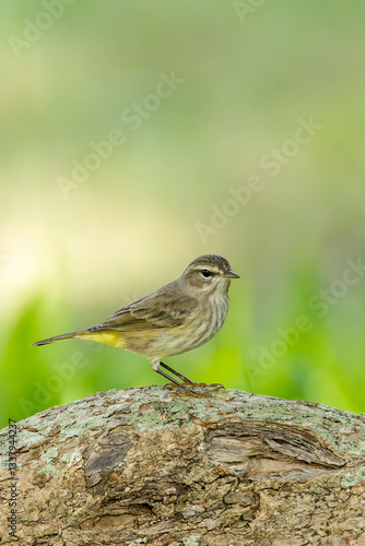 Obraz na płótnie Palm Warbler, Setophaga palmarum w salonie