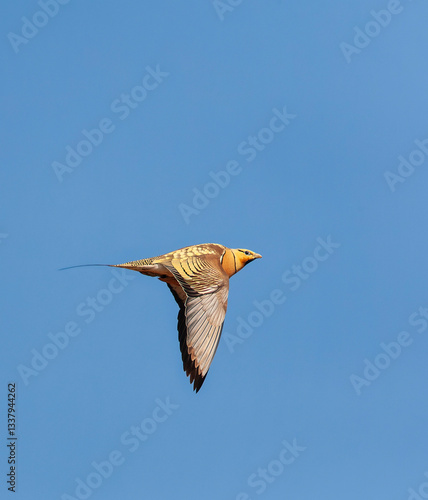 Obraz na płótnie Pin-tailed Sandgrouse, Pterocles alchata w salonie