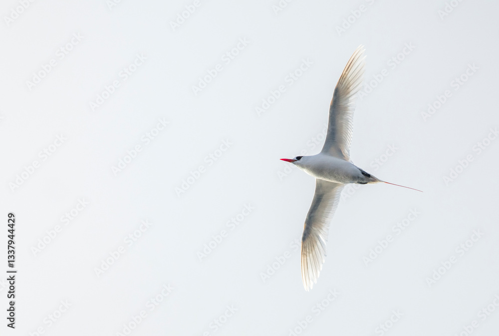 Red-tailed Tropicbird, Phaethon rubricauda melanorhynchos