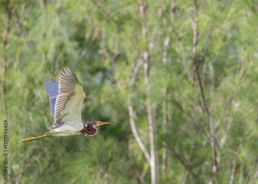 Tricolored Heron, Egretta tricolor