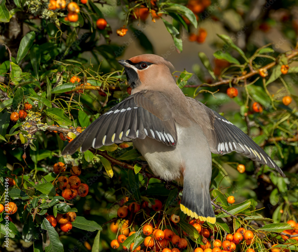 Bohemian Waxwing, Bombicilla garrulus