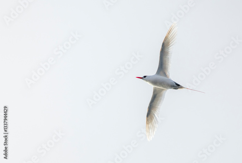 Red-tailed Tropicbird, Phaethon rubricauda melanorhynchos