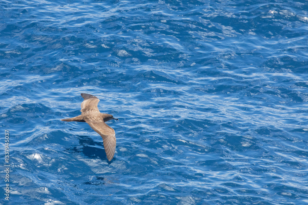 Wedge-tailed shearwater, Ardenna pacifica