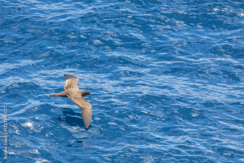 Obraz na płótnie Wedge-tailed shearwater, Ardenna pacifica w salonie