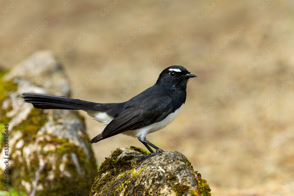 Willie Wagtail, Rhipidura leucophrys melaleuca