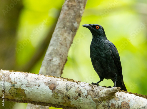 Singing Starling, Aplonis cantoroides