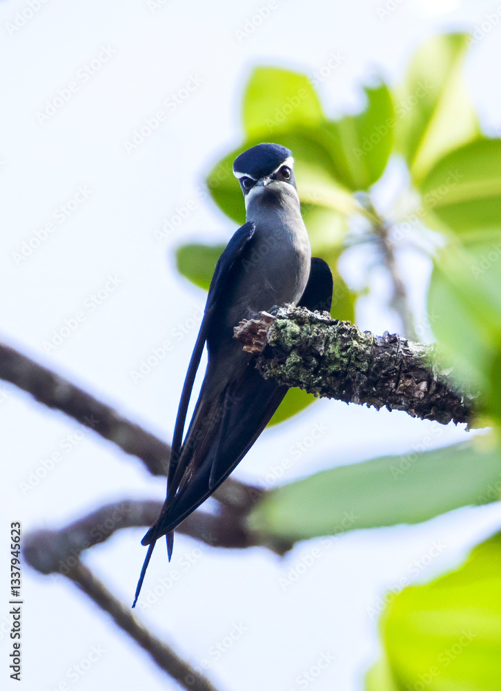 Moustached Treeswift, Hemiprocne mystacea