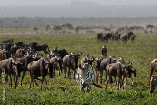 Wallpaper Mural Wildebeests and zebras running in savannah during the great migration Torontodigital.ca