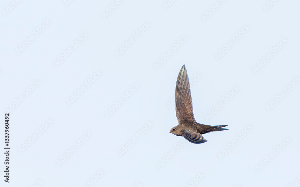 Obraz premium Plain Swift, Apus unicolor