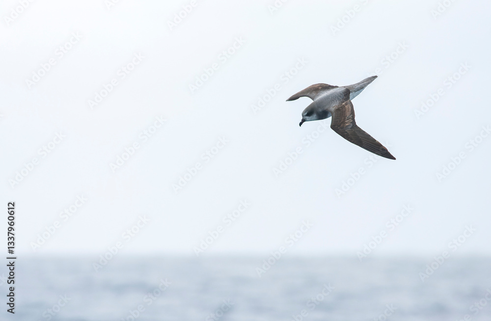 Soft-plumaged Petrel, Pterodroma mollis