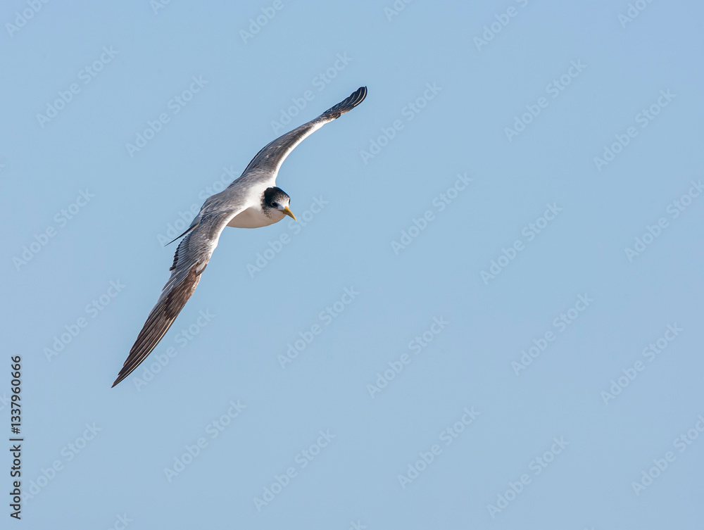 Greater Crested Tern, Thalasseus bergii bergii