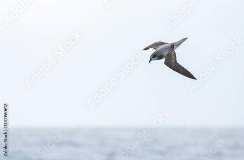 Obraz na płótnie Soft-plumaged Petrel, Pterodroma mollis w salonie