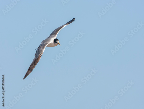Obraz na płótnie Greater Crested Tern, Thalasseus bergii bergii w salonie