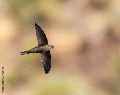 Obraz na płótnie Plain Swift, Apus unicolor w salonie