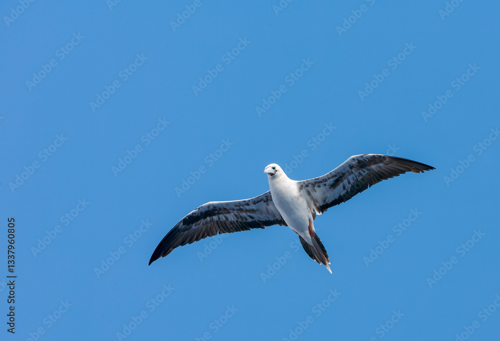 Red-footed booby, Sula sula sula