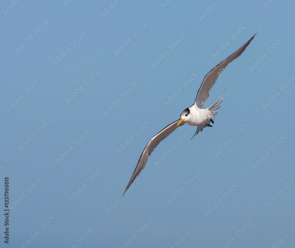 Greater Crested Tern, Thalasseus bergii bergii