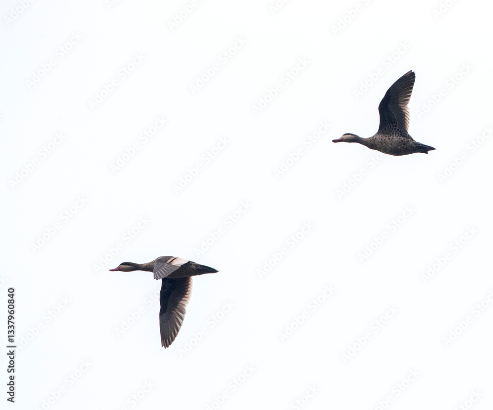 Red-billed Teal, Anas erythrorhyncha
