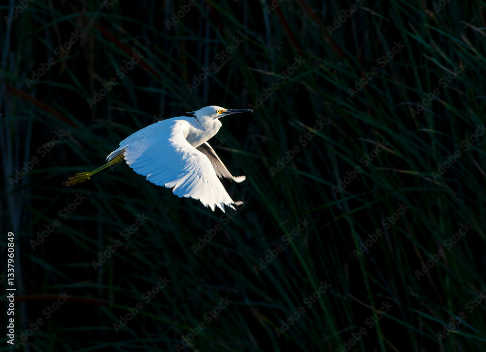 Snowy Egret, Egretta thula