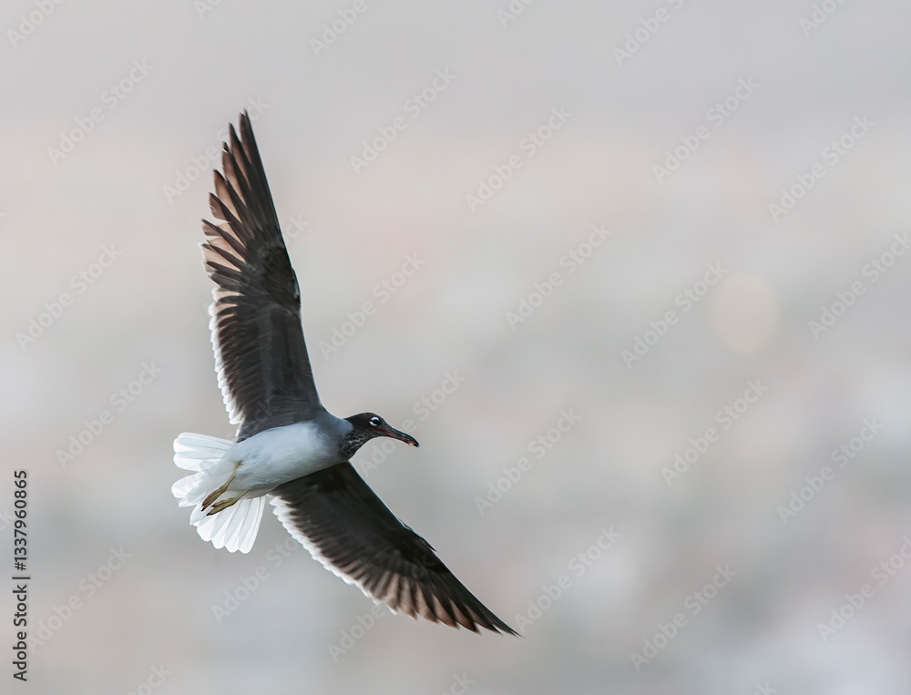 White-eyed Gull, Ichthyaetus leucophthalmus