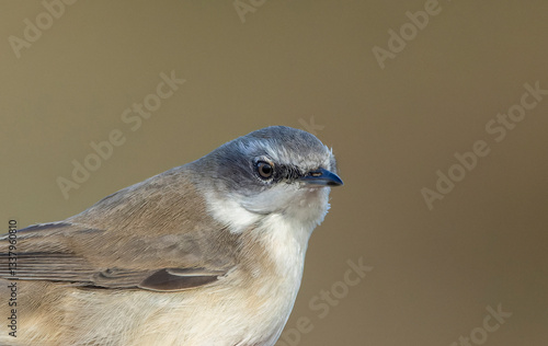Obraz na płótnie (Possible) Siberian Lesser Whitethroat, Sylvia althaea blythi w salonie