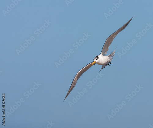 Obraz na płótnie Greater Crested Tern, Thalasseus bergii bergii w salonie