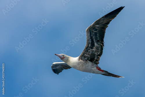 Red-footed booby, Sula sula sula