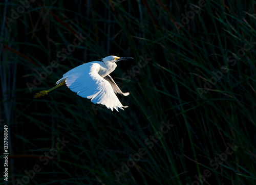 Obraz na płótnie Snowy Egret, Egretta thula w salonie