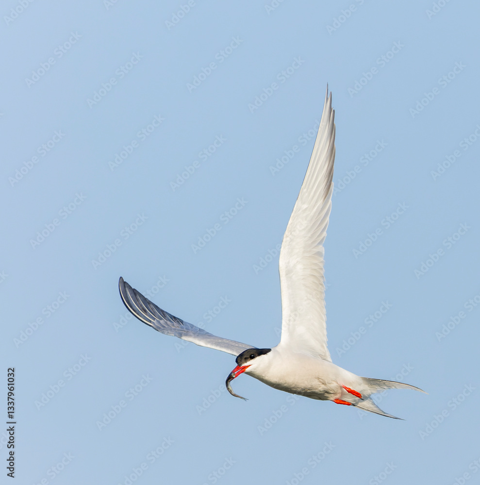 Common Tern, Sterna hirundo, with prey
