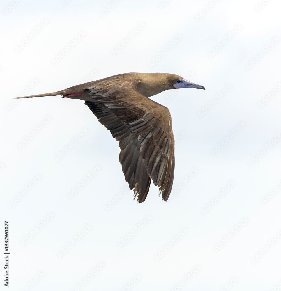 Red-footed booby, Sula sula rubripes