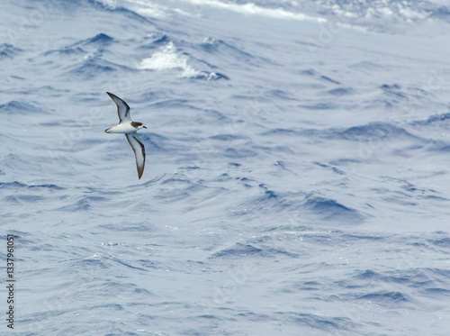 Collared Petrel, Pterodroma brevipes
