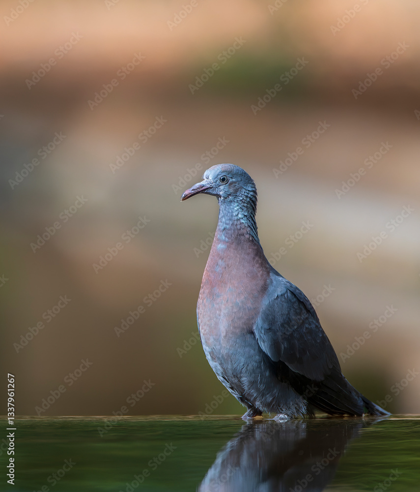 Trocaz Pigeon, Columba trocaz