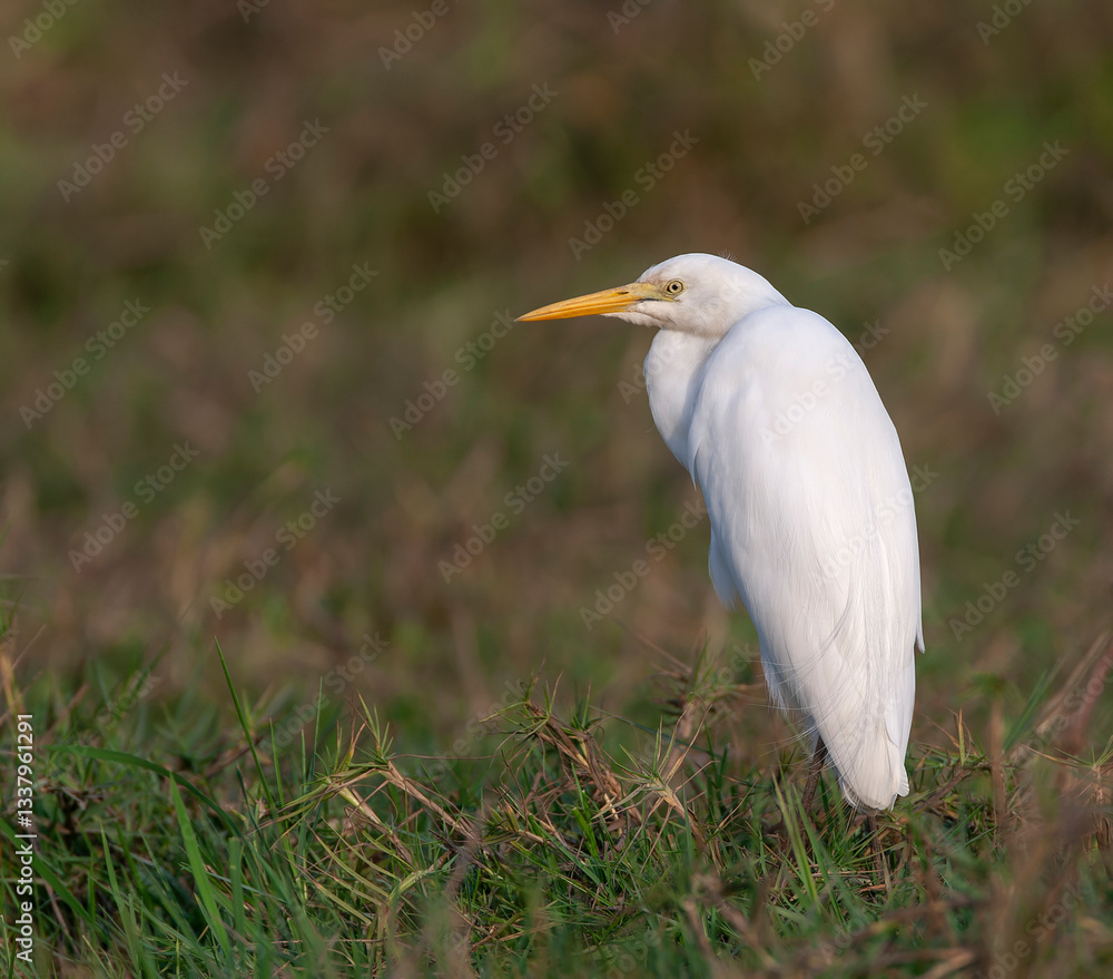 Intermediate Egret, Ardea intermedia brachyrhyncha, perched