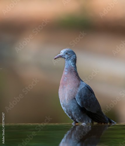 Obraz na płótnie Trocaz Pigeon, Columba trocaz w salonie
