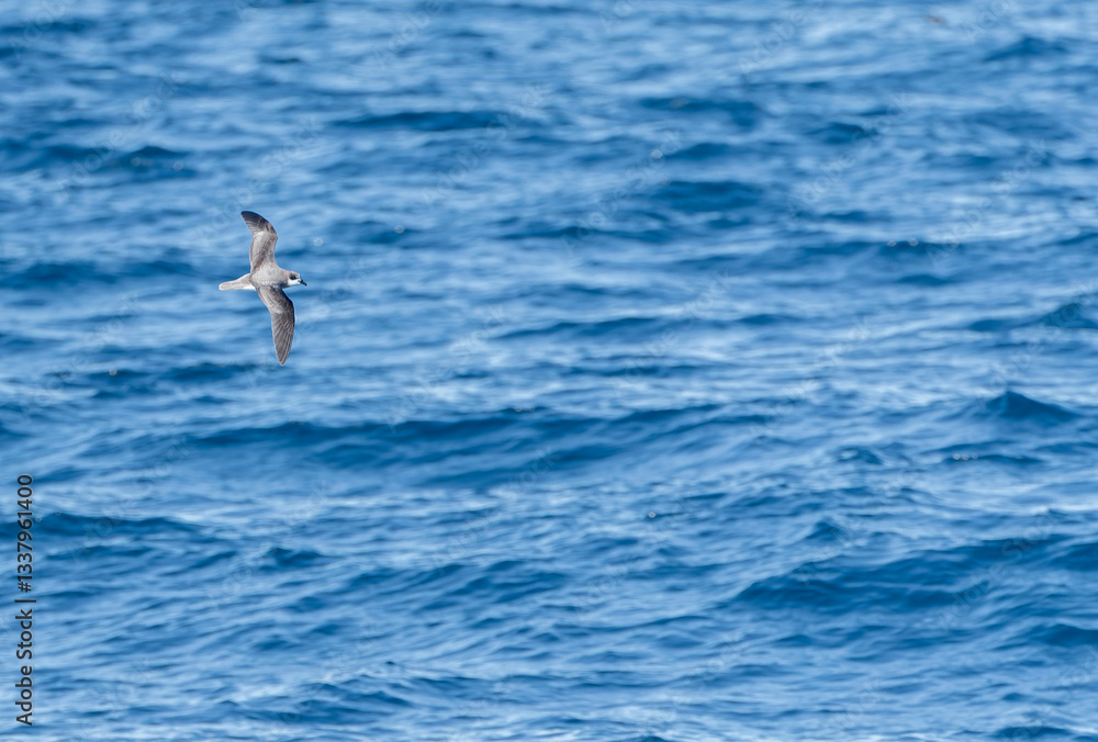 Soft-plumaged Petrel, Pterodroma mollis